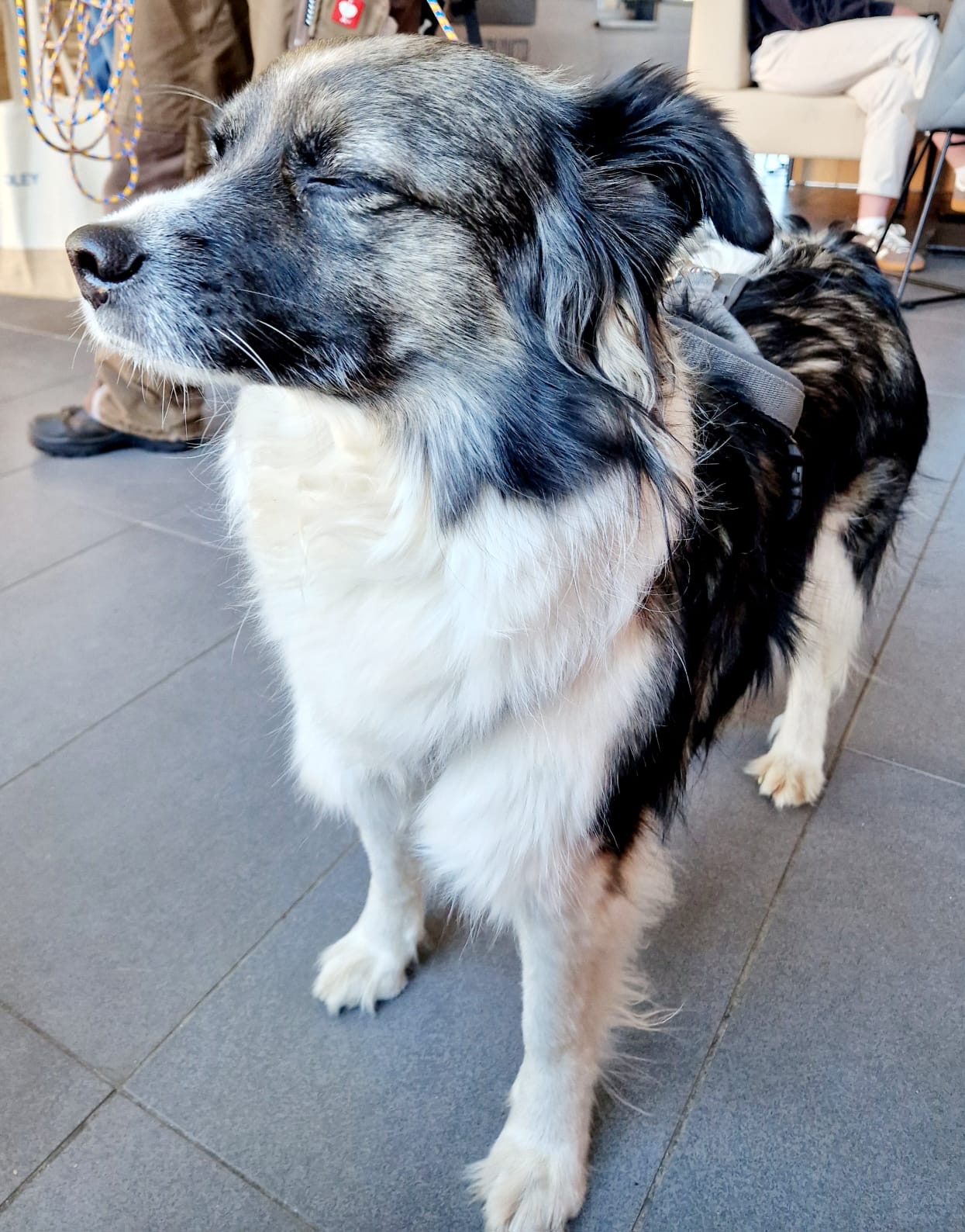 Mit dem Hund in den Uraub