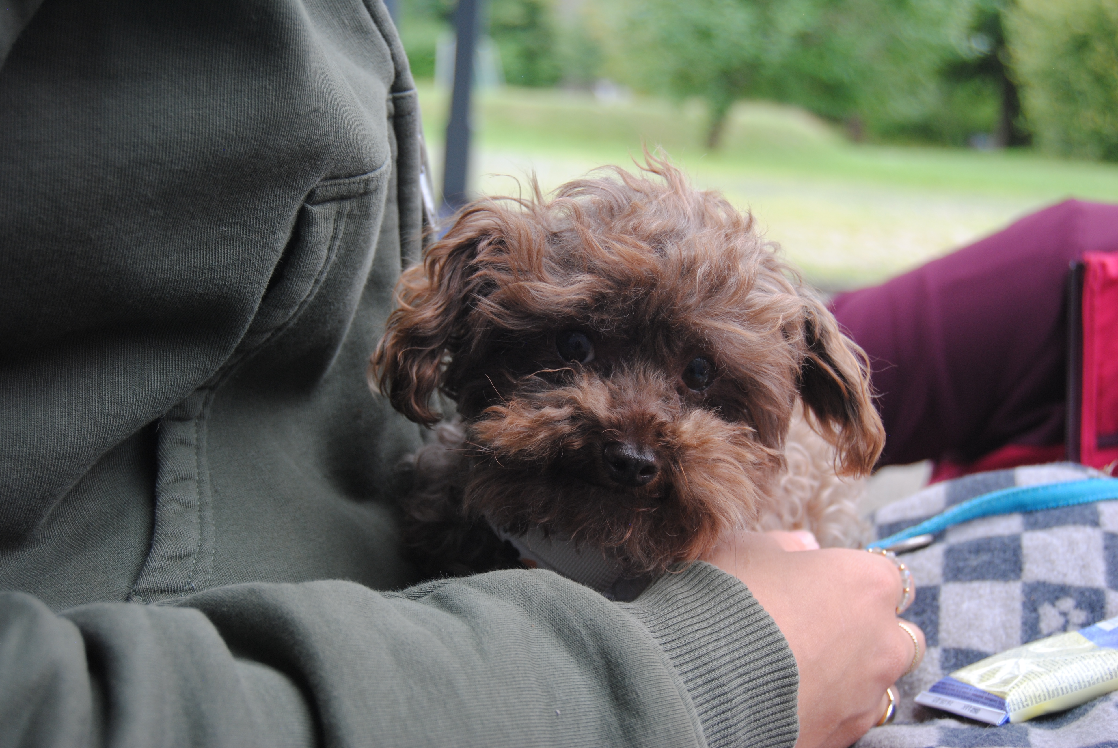 Mensch-Hund-Team für tiergestützte Intervention